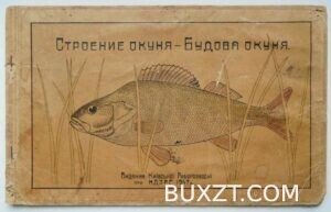 Строение окуня.
